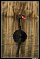 black swan