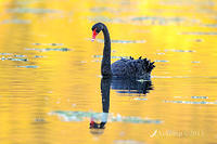 black swan6459