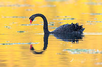 black swan6461