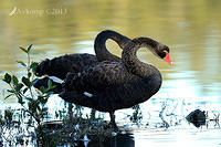 black swan6480