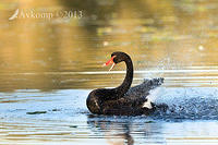 black swan6506