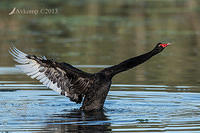 black swan6522