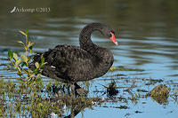 black swan6538