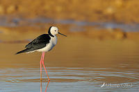 black winged stilt 4615