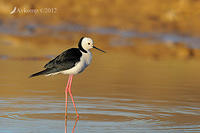 black winged stilt 4617