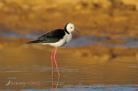 black winged stilt 4619