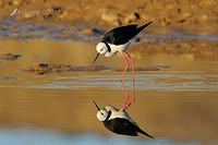 black winged stilt 4621