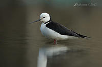 black winged stilt 5088