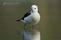 black winged stilt 5096