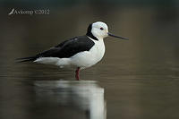 black winged stilt 5097