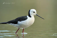 black winged stilt 5101