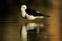 black winged stilt 5118