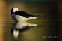 black winged stilt 5120