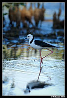 black winged stilt 2838