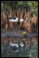 black winged stilt 2842