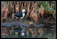 black winged stilt 2844