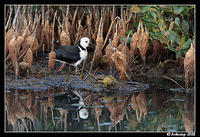 black winged stilt 2846