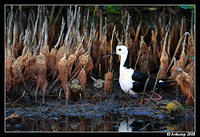 black winged stilt 2851