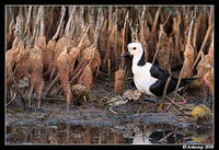 black winged stilt 2852