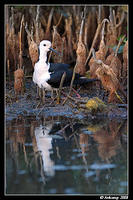 black winged stilt 2853