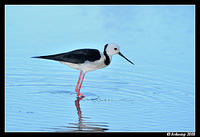 black winged stilt 2856