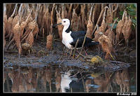 black winged stilt 2858