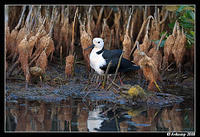 black winged stilt 2860