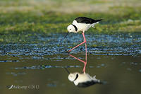 black winged stilt 3406