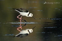 black winged stilt 3421