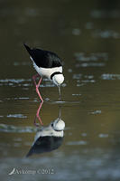 black winged stilt 3444