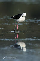 black winged stilt 3448