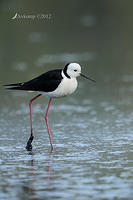 black winged stilt 3455