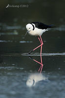 black winged stilt 3460