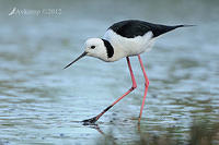 black winged stilt 3461