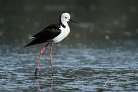 black winged stilt 3463