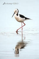 black winged stilt 6133