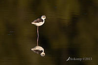 black winged stilt 7755