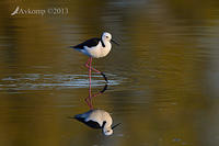 black winged stilt 7759