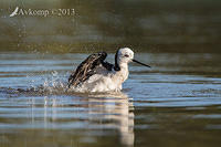 black winged stilt 9390