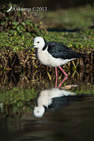 black winged stilt 9398