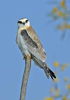 black-shouldered-kite-juv-2