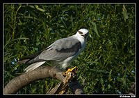 blackshouldered kite 1294b