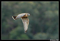 blue mountains peregrine 2696