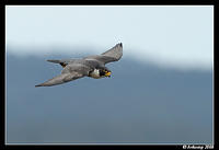 blue mountains peregrine 2718