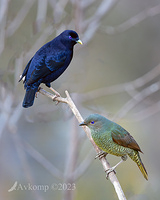 bower bird 10279