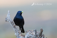 bower bird 11764