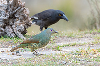 bower bird 11892