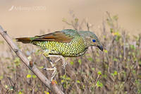 bower bird 2807