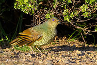 bower bird 3818