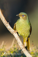 bower bird 7782